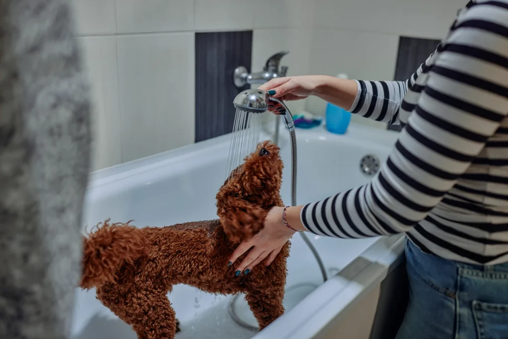 A woman washing a dog in Bathtub
